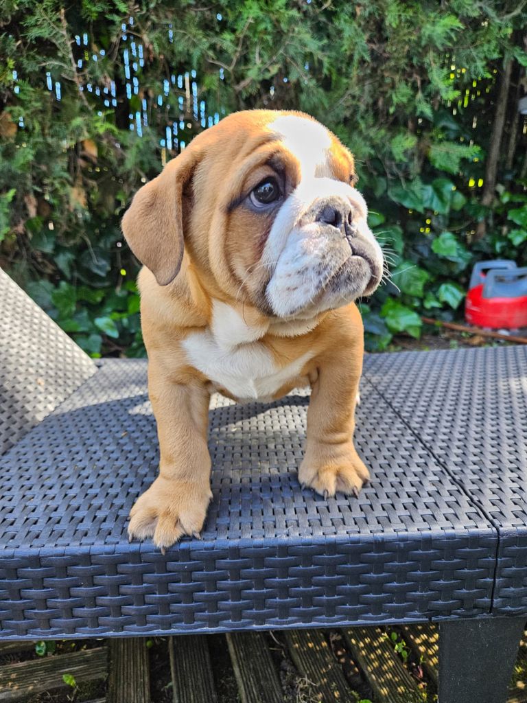 du Temple de Kwantung - Chiot disponible  - Bulldog Anglais