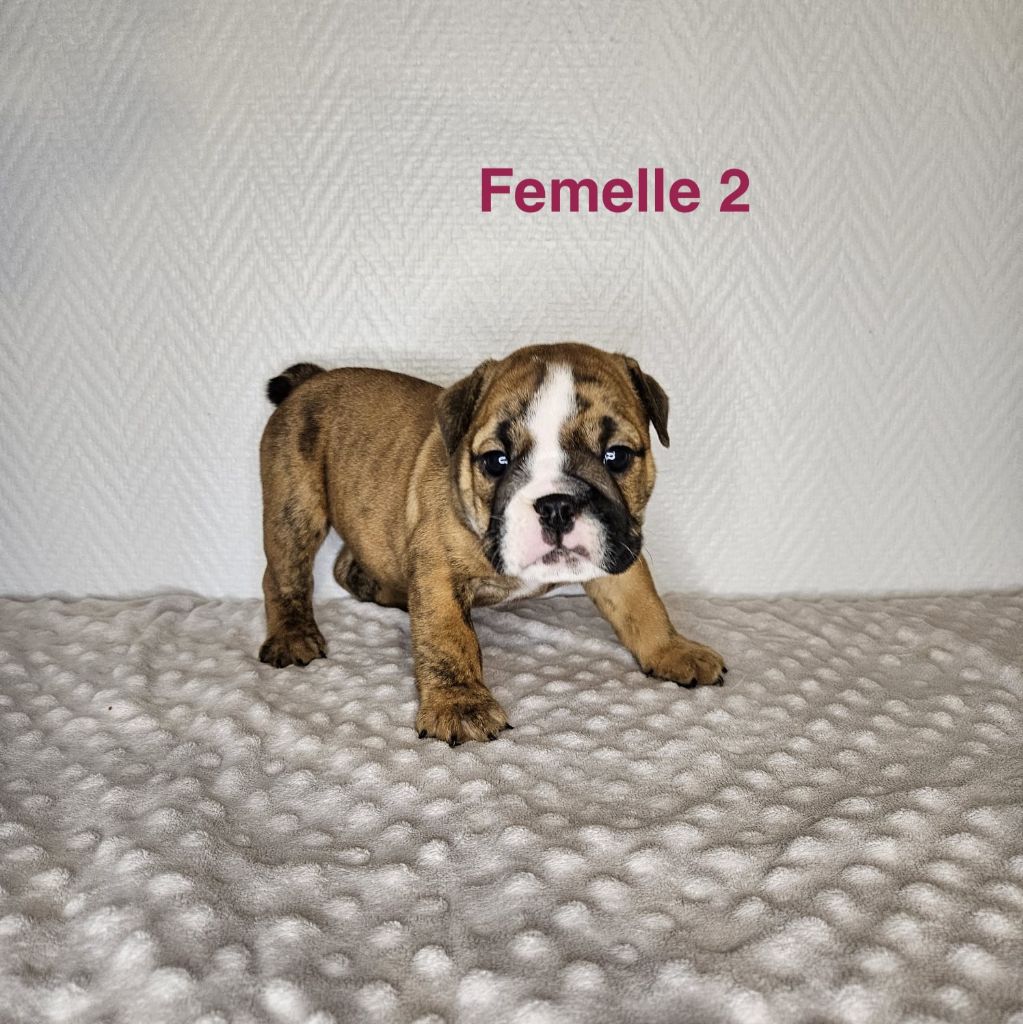 du Temple de Kwantung - Chiots disponibles - Bulldog Anglais