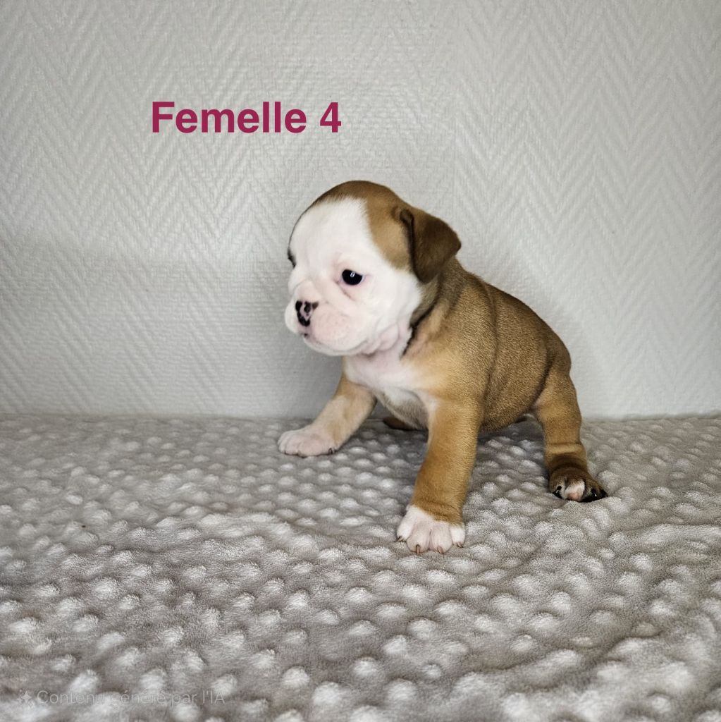 du Temple de Kwantung - Chiots disponibles - Bulldog Anglais
