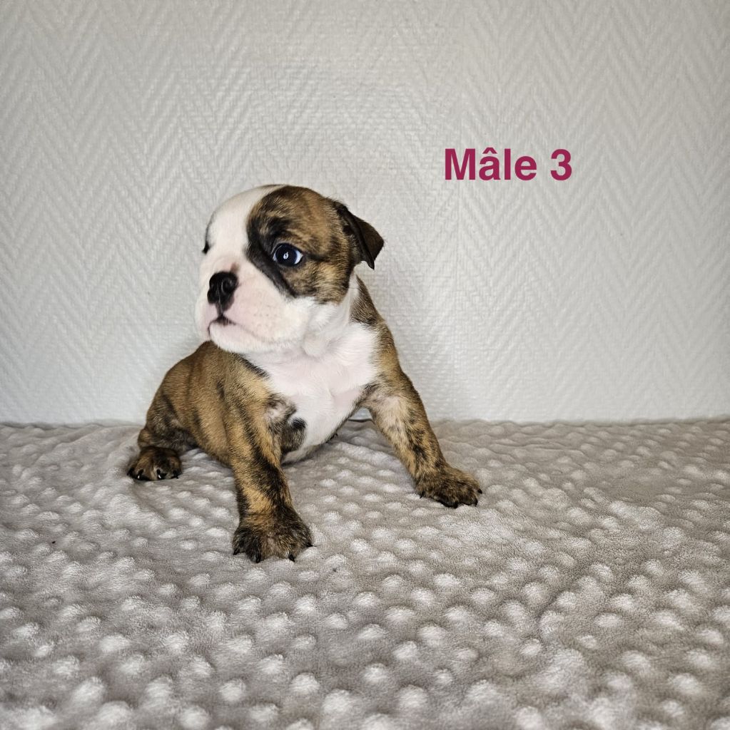 du Temple de Kwantung - Chiots disponibles - Bulldog Anglais