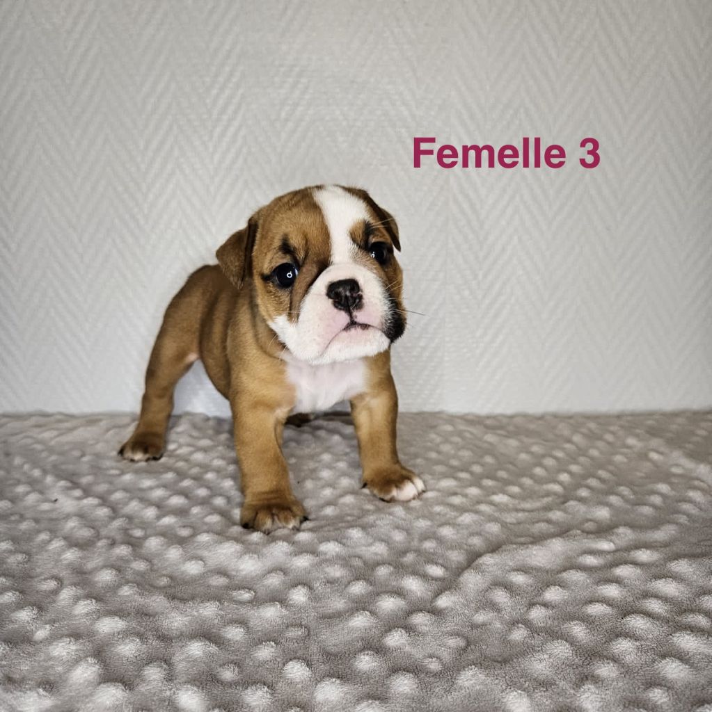 du Temple de Kwantung - Chiots disponibles - Bulldog Anglais