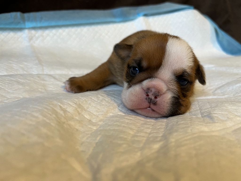 du Temple de Kwantung - Chiots disponibles - Bulldog Anglais