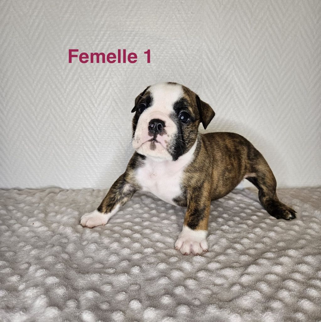 du Temple de Kwantung - Chiots disponibles - Bulldog Anglais