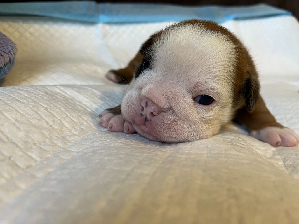 du Temple de Kwantung - Chiots disponibles - Bulldog Anglais