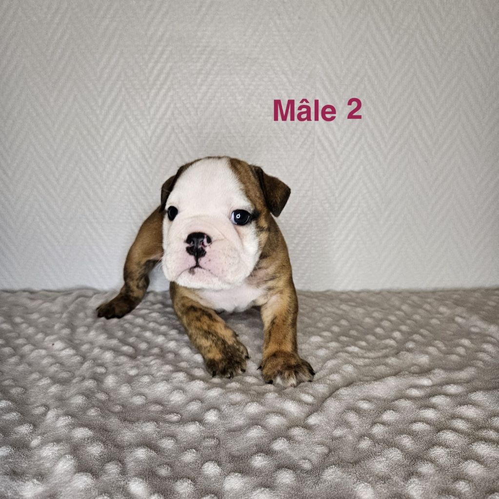 du Temple de Kwantung - Chiots disponibles - Bulldog Anglais