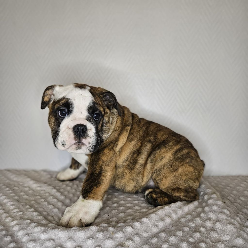 du Temple de Kwantung - Chiots disponibles - Bulldog Anglais