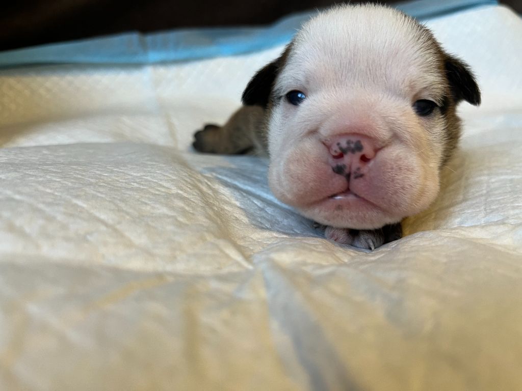 du Temple de Kwantung - Chiots disponibles - Bulldog Anglais