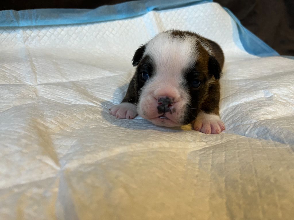 du Temple de Kwantung - Chiots disponibles - Bulldog Anglais
