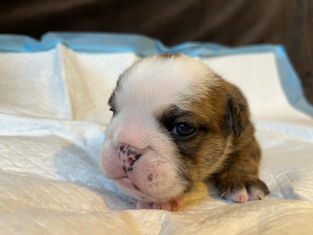 du Temple de Kwantung - Chiots disponibles - Bulldog Anglais